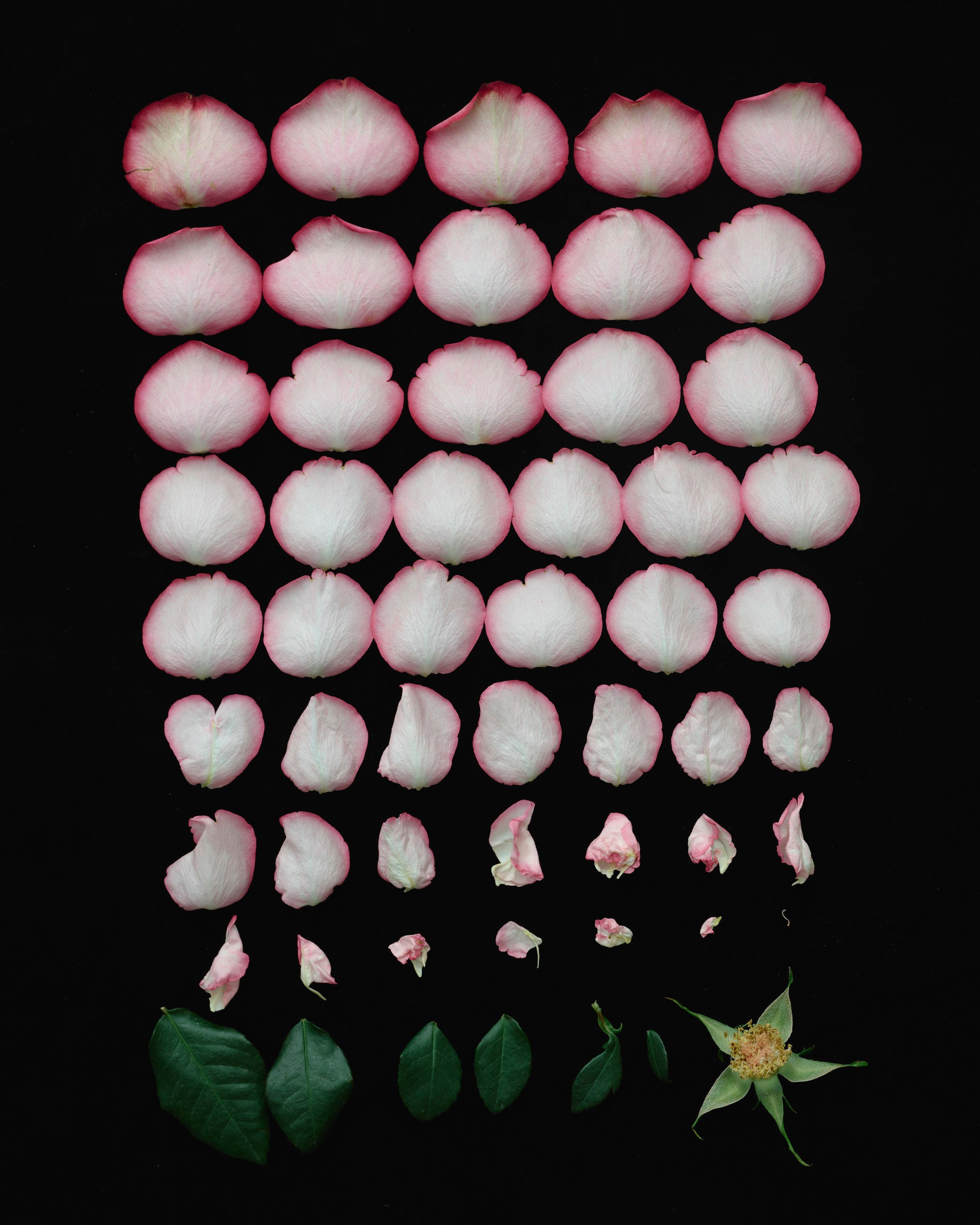 She Loves me, She loves me not - Romain Roucoules