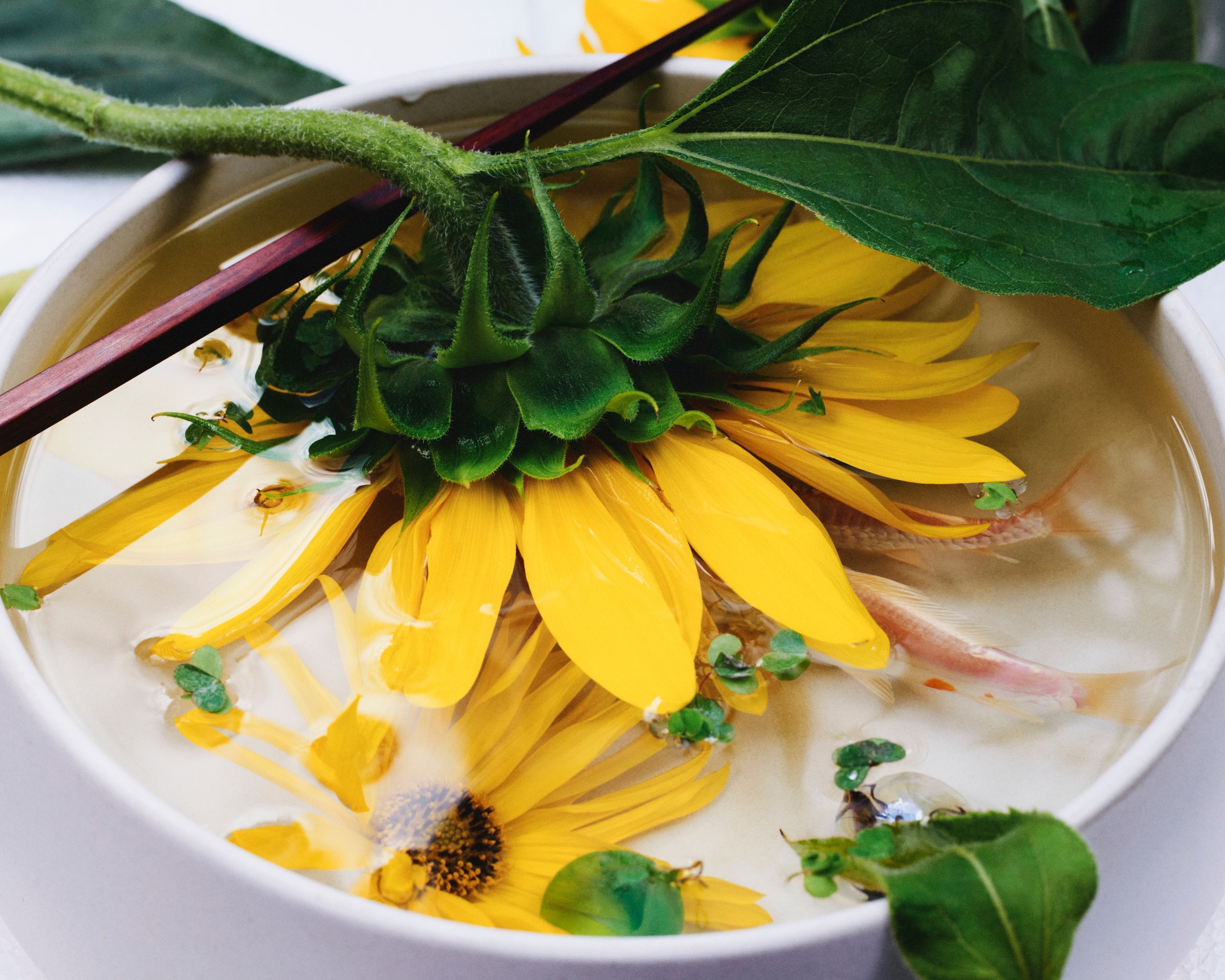 Revue Magazine, Ponds - Romain Roucoules