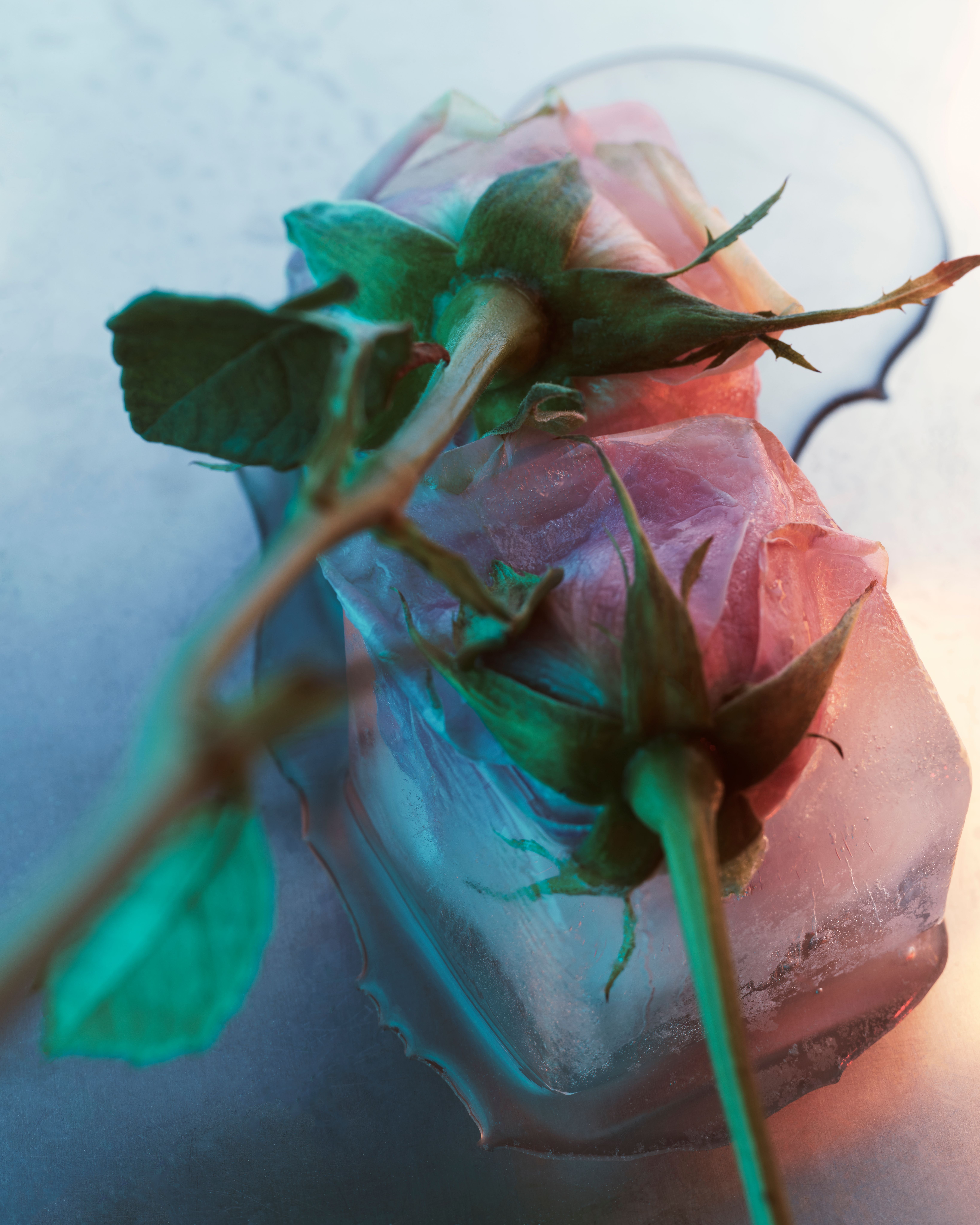 Roses - Romain Roucoules