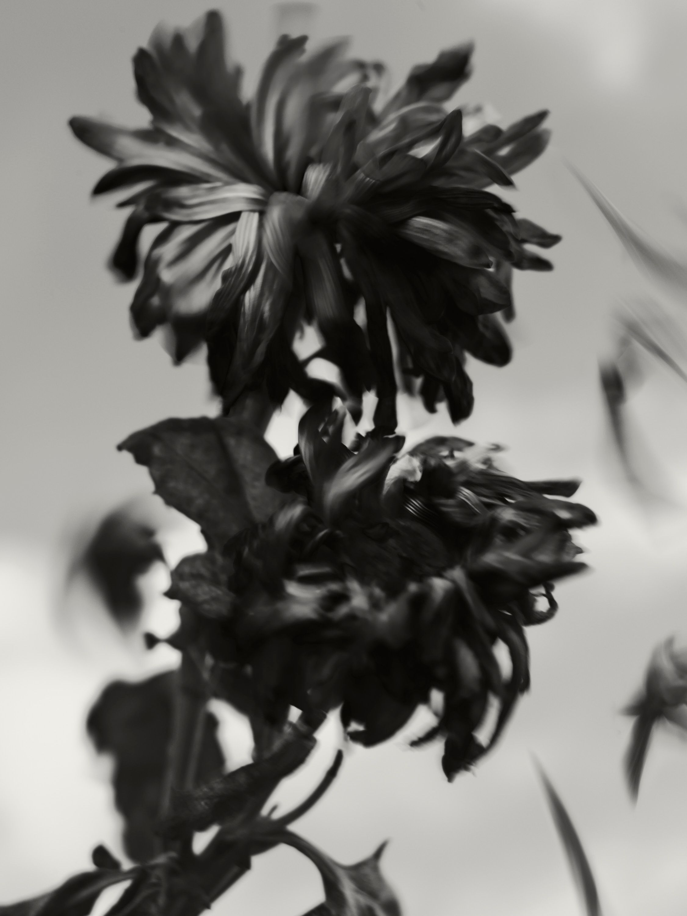 Revue Magazine, Sirocco - Romain Roucoules