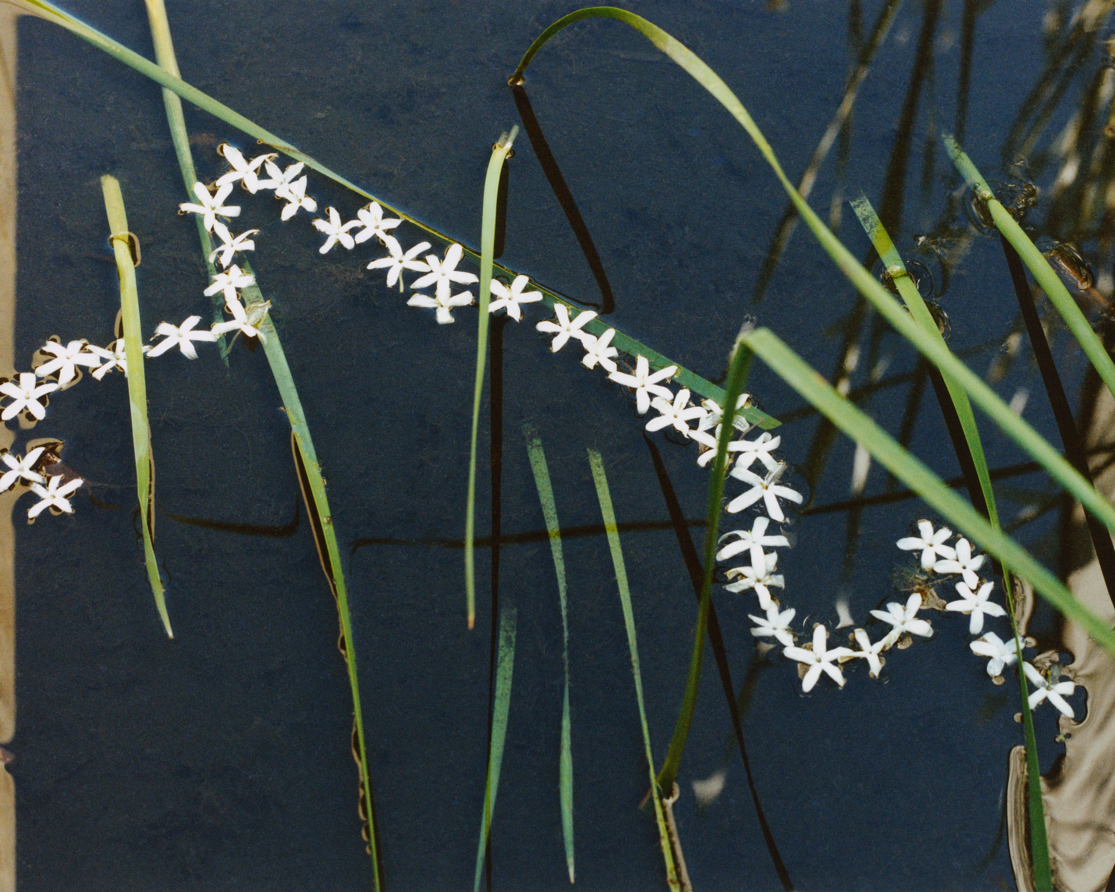 Revue Magazine, Ponds