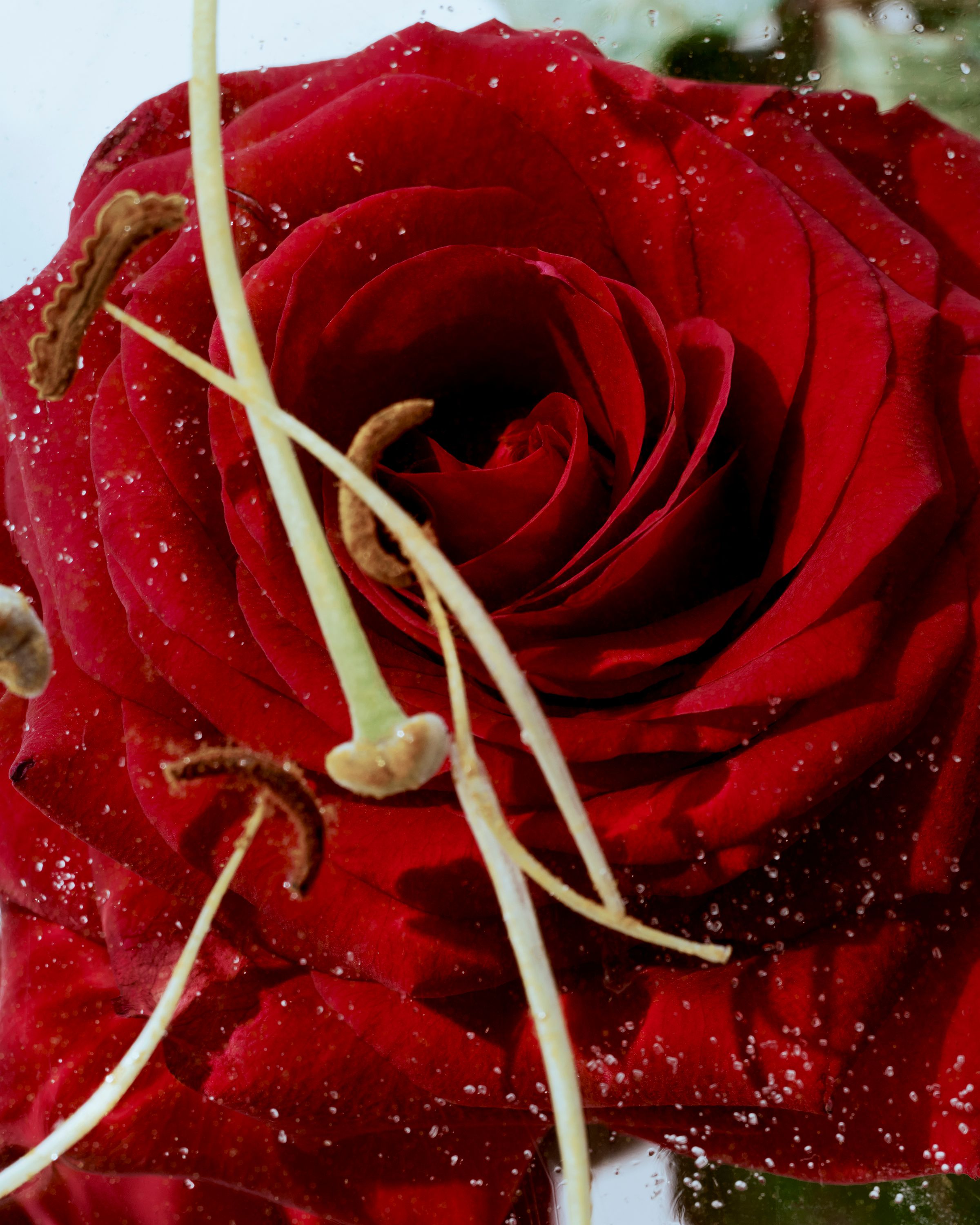 Roses - Romain Roucoules