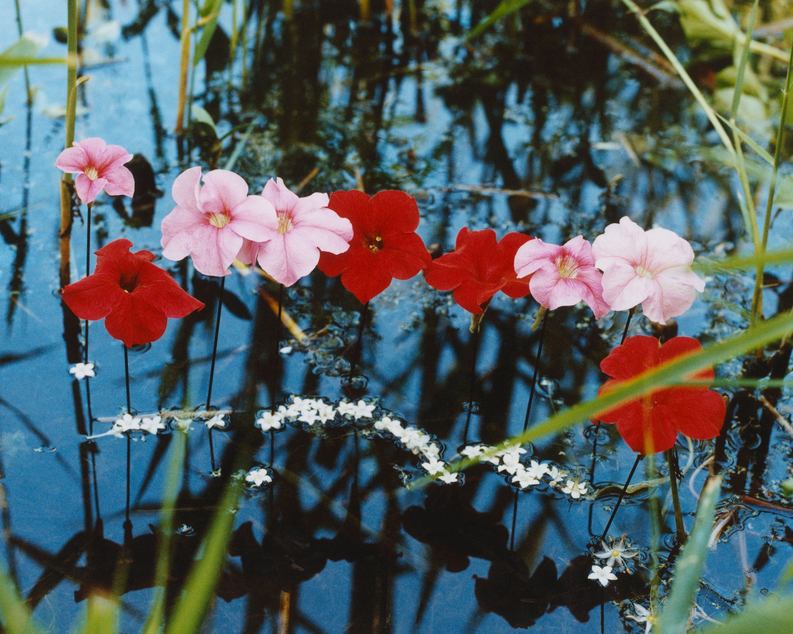 Revue Magazine, Ponds - Romain Roucoules