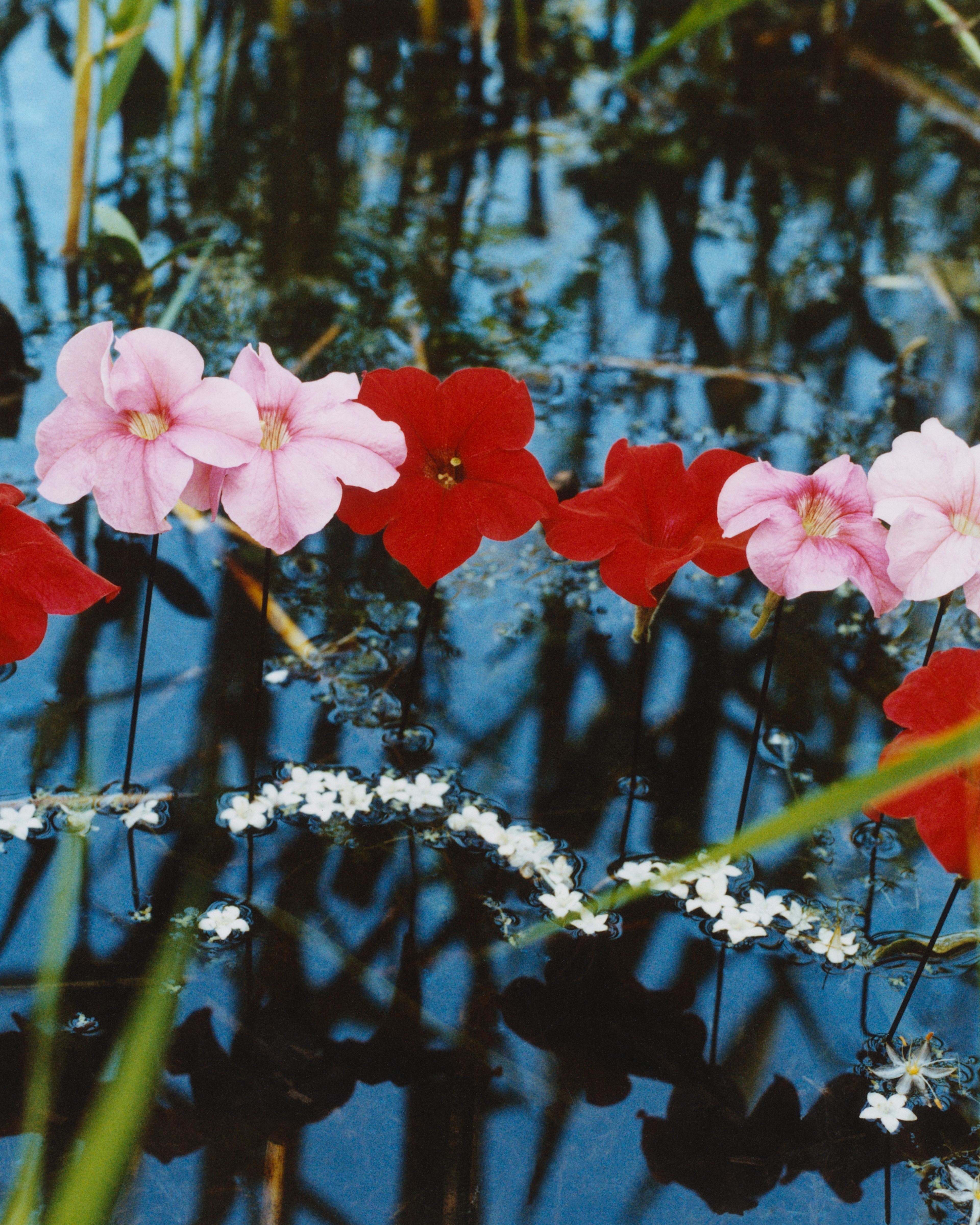 Revue Magazine, Ponds - Romain Roucoules