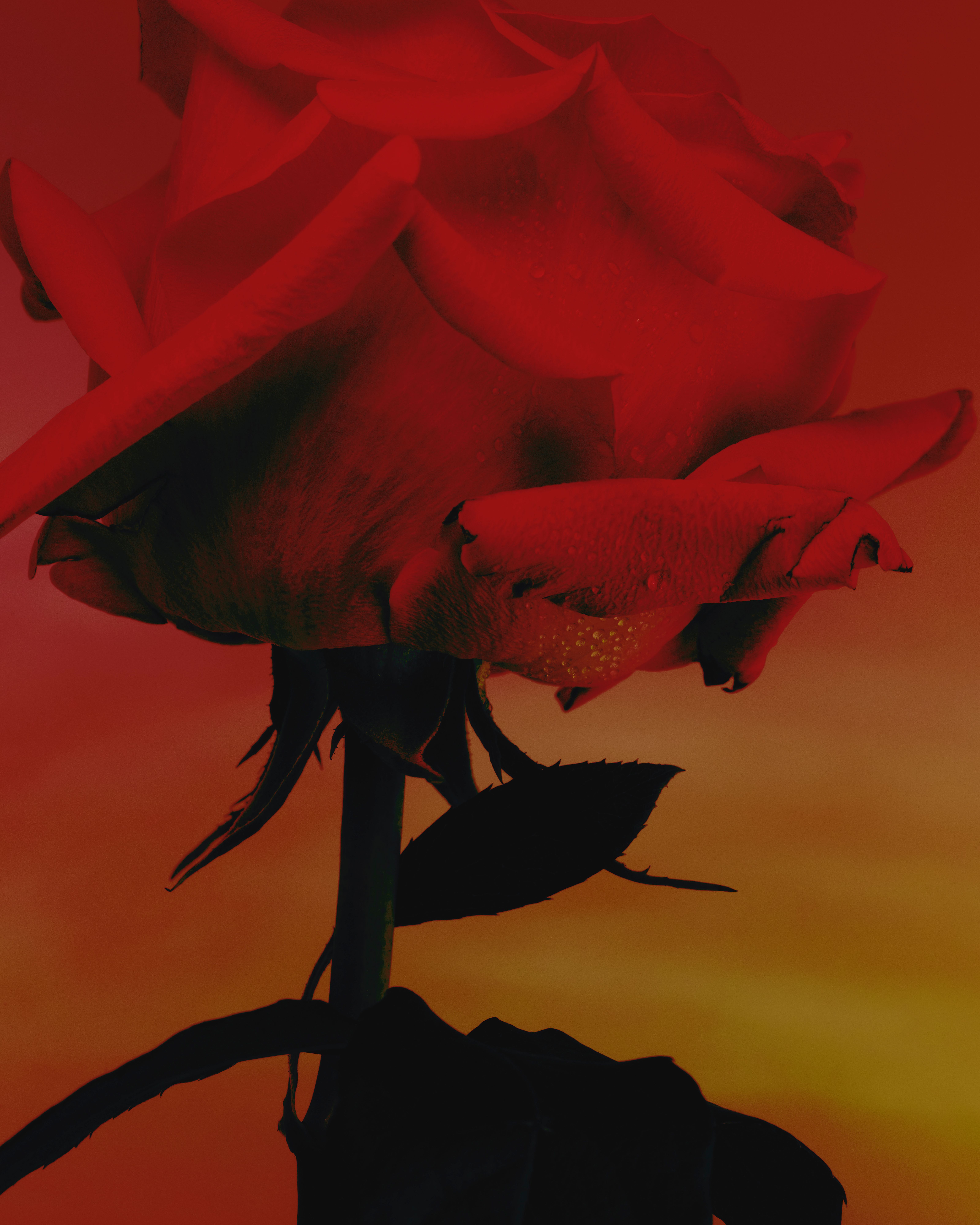 Roses - Romain Roucoules