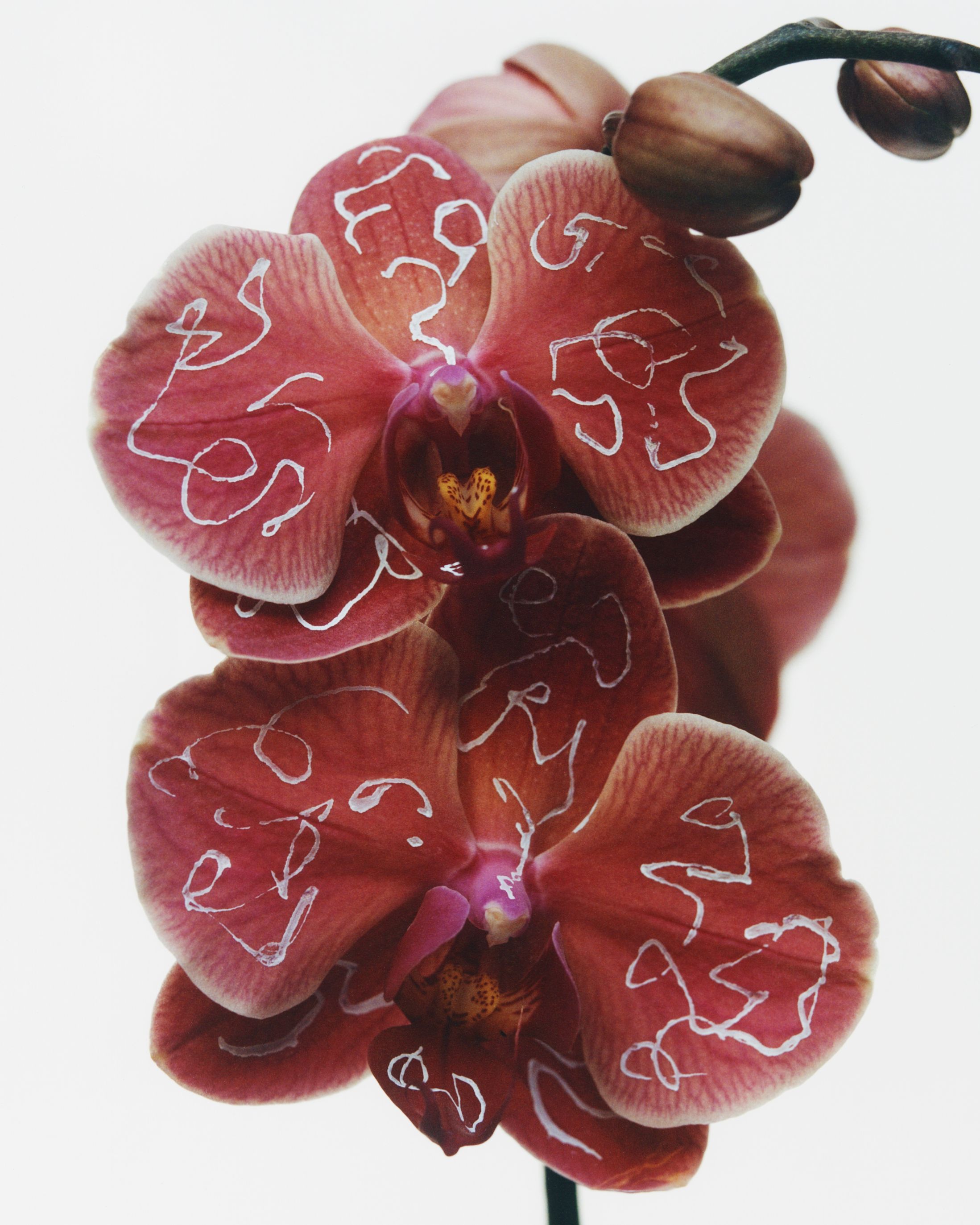 A Child's play - Romain Roucoules