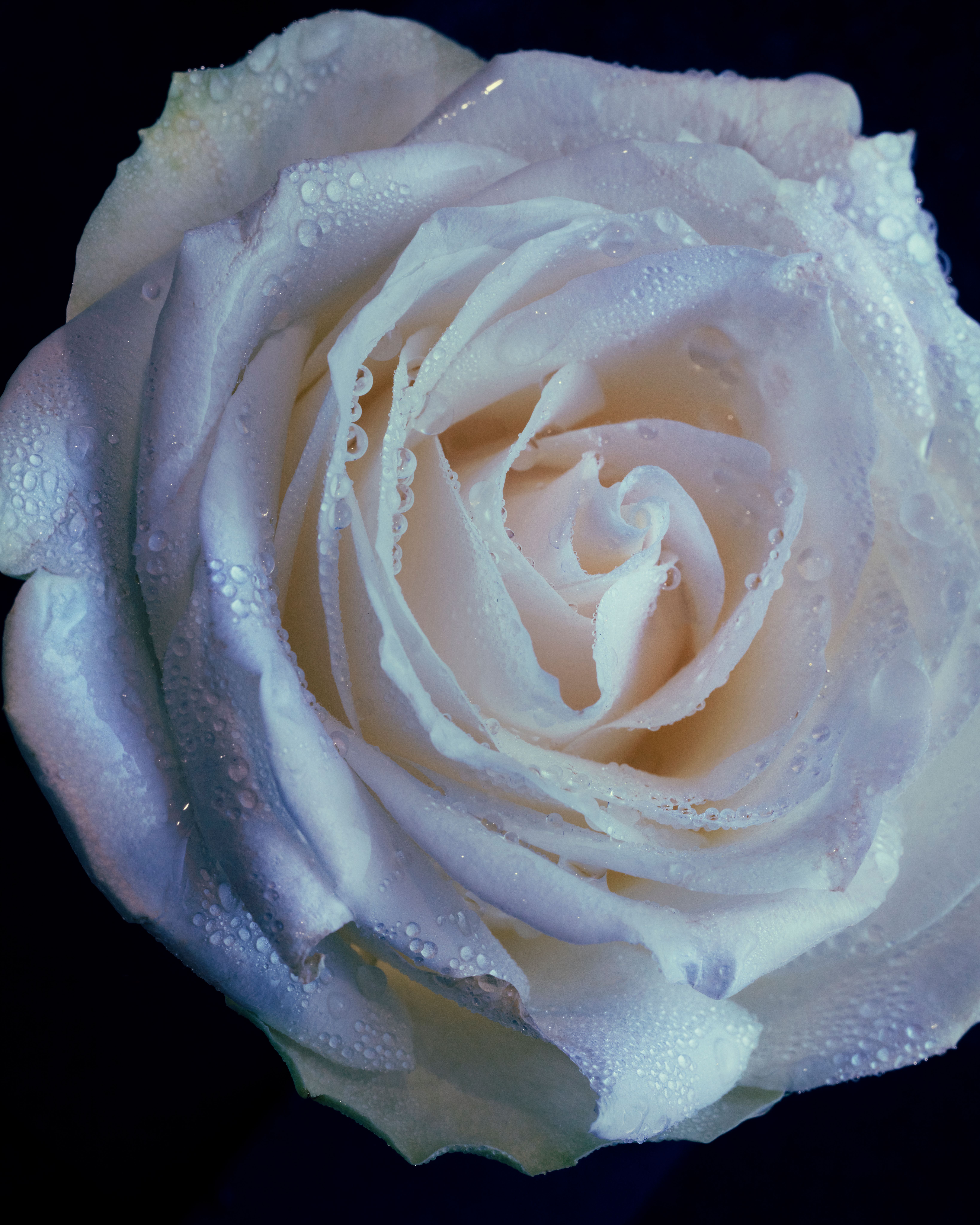 Roses - Romain Roucoules