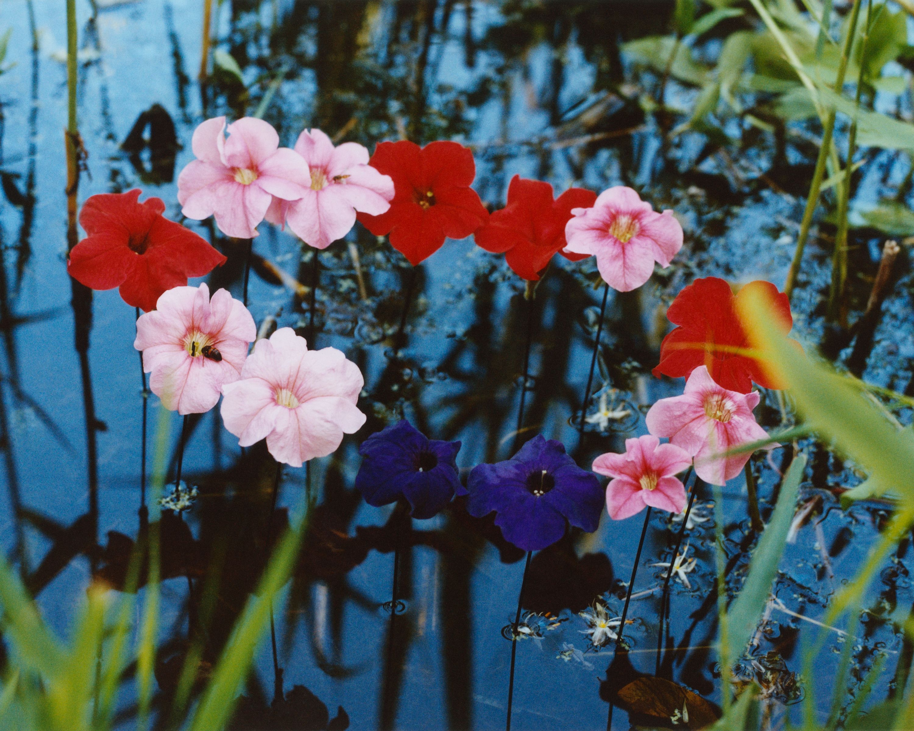 Revue Magazine, Ponds - Romain Roucoules