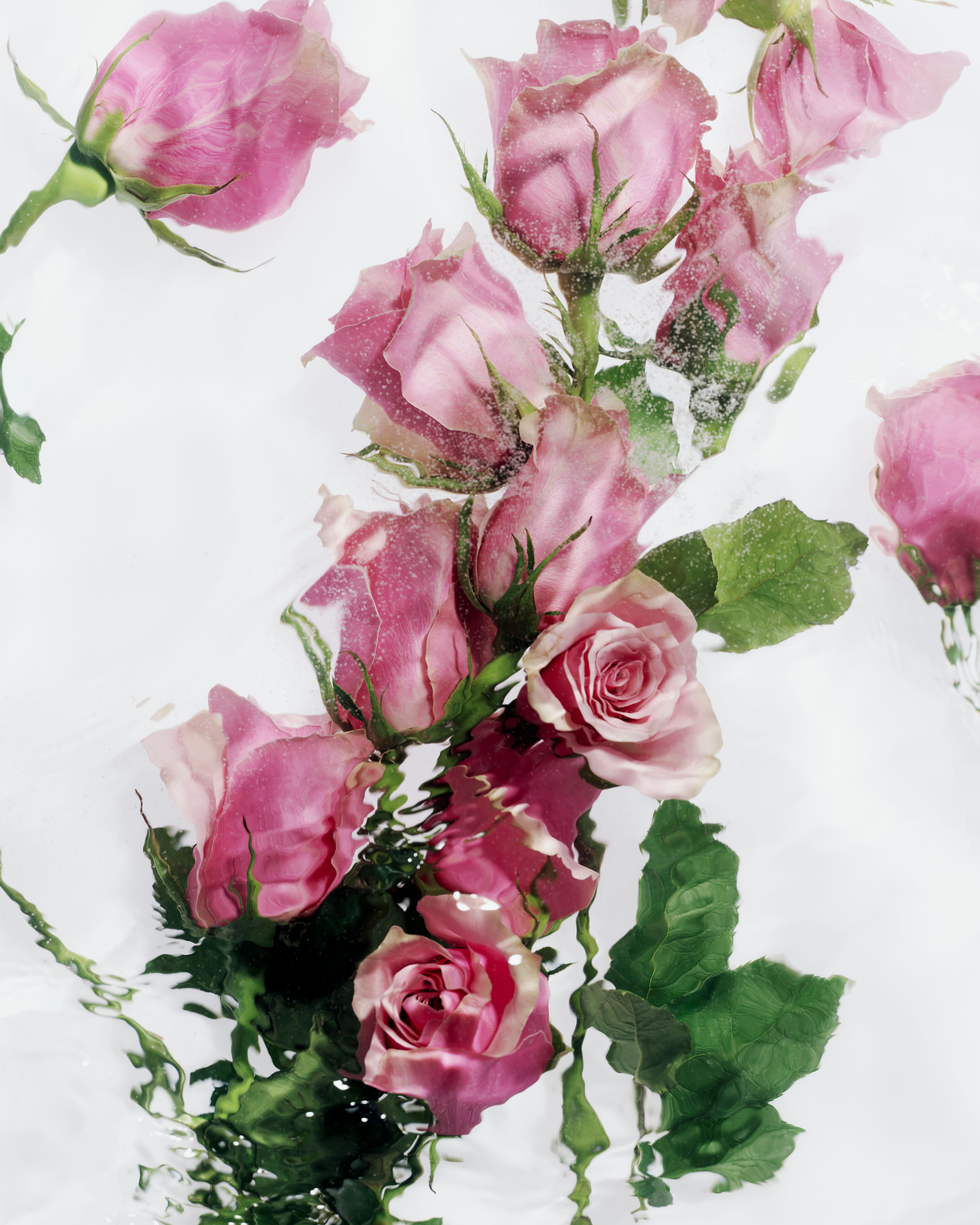 Roses - Romain Roucoules