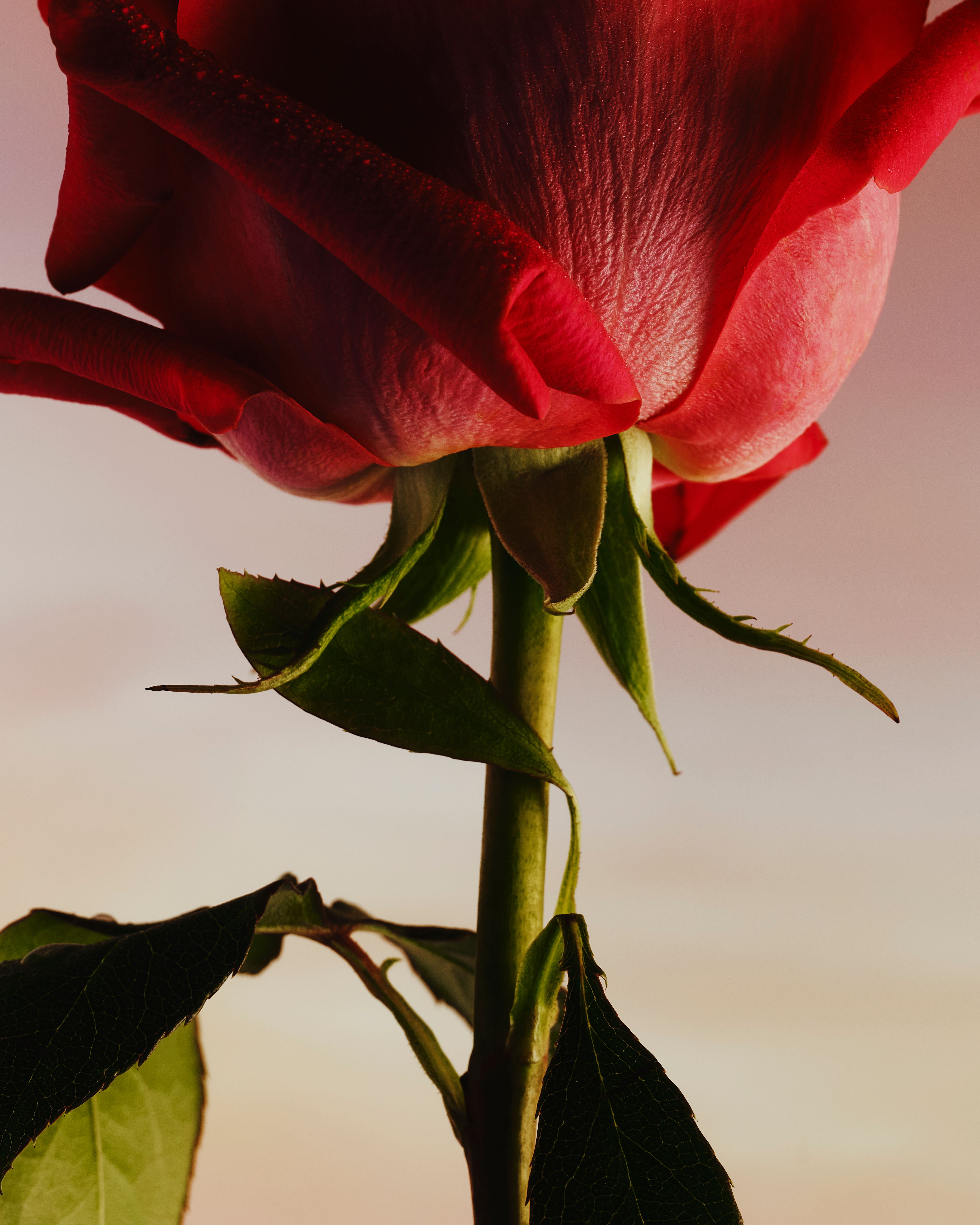 Roses - Romain Roucoules