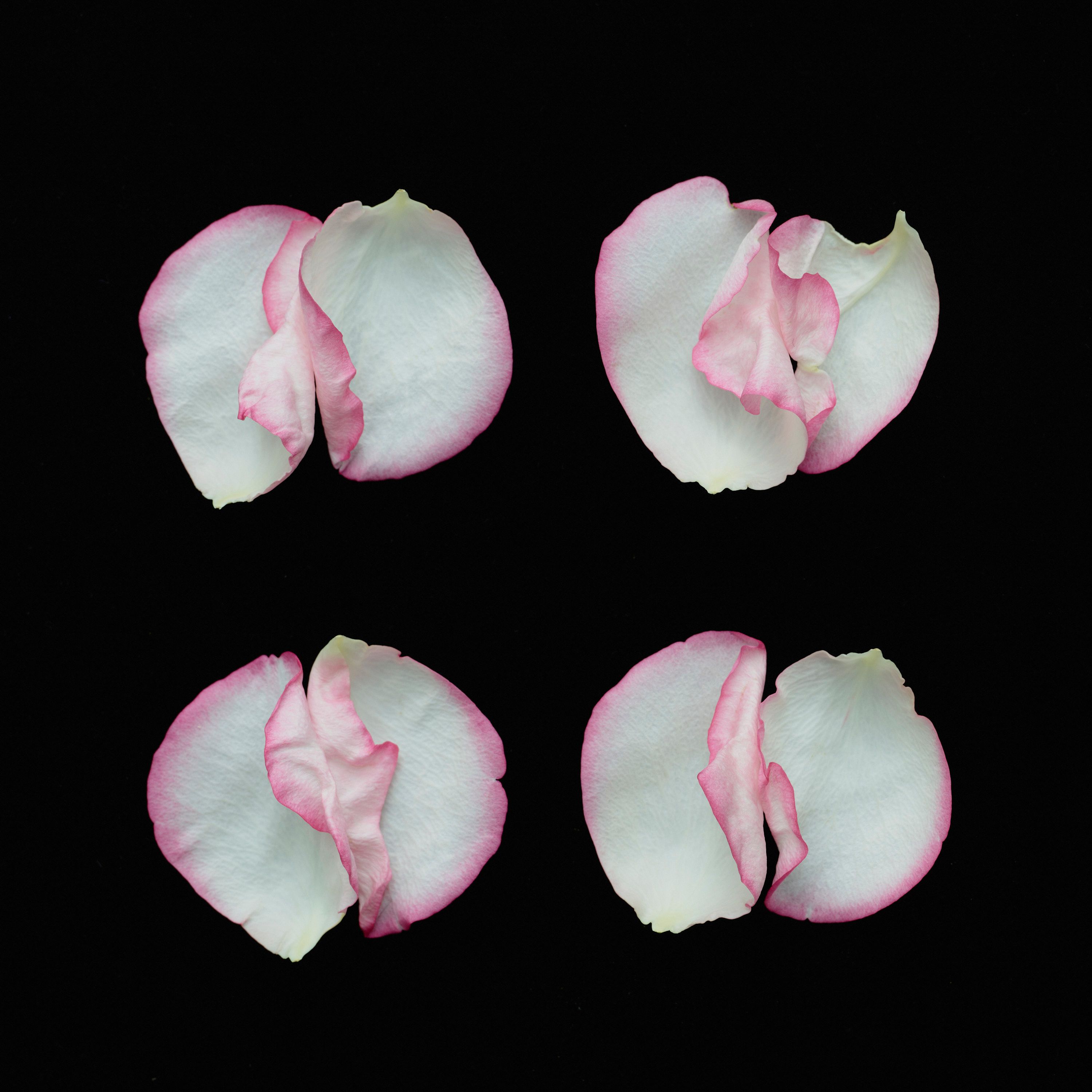 She Loves me, She loves me not - Romain Roucoules