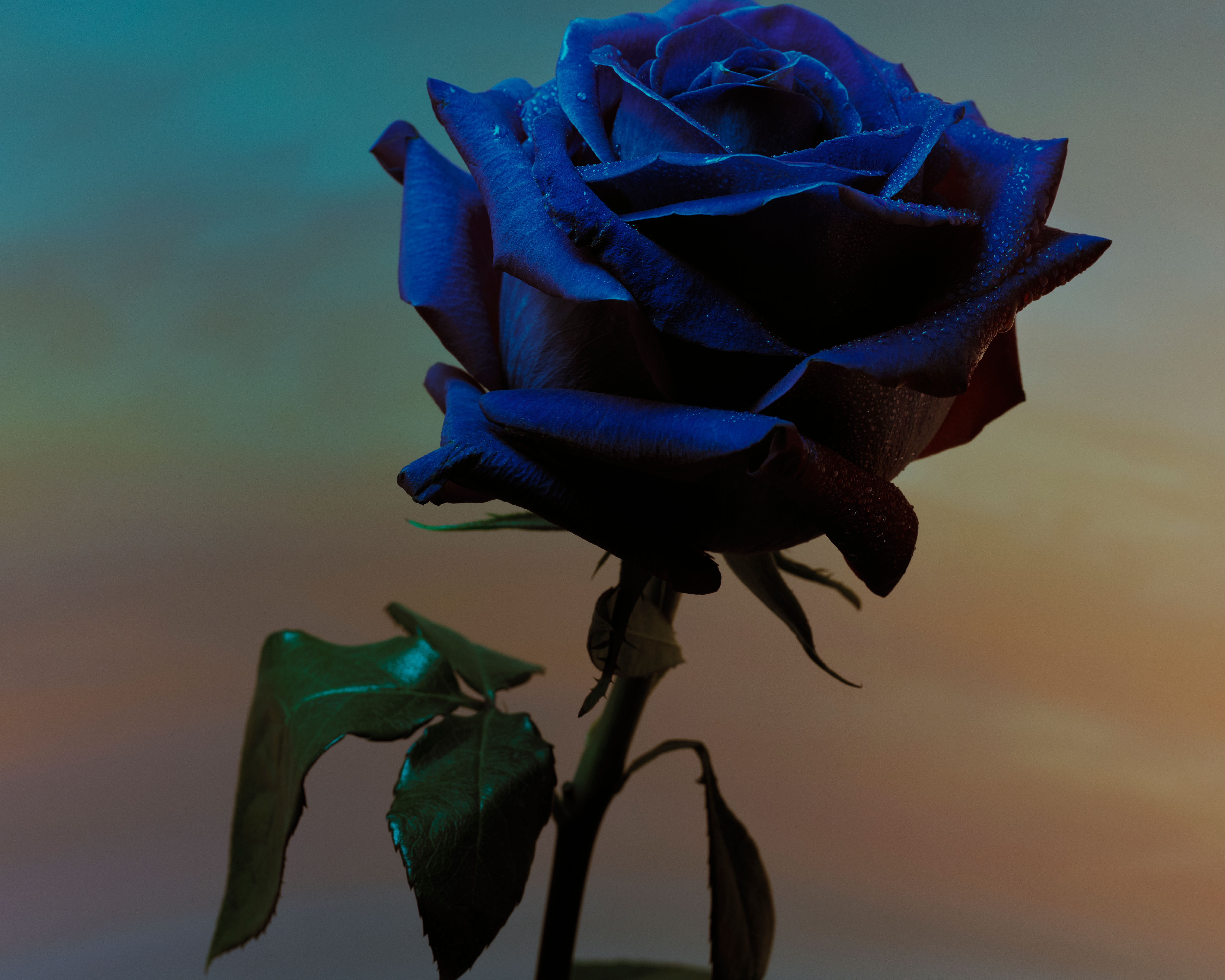 Roses - Romain Roucoules