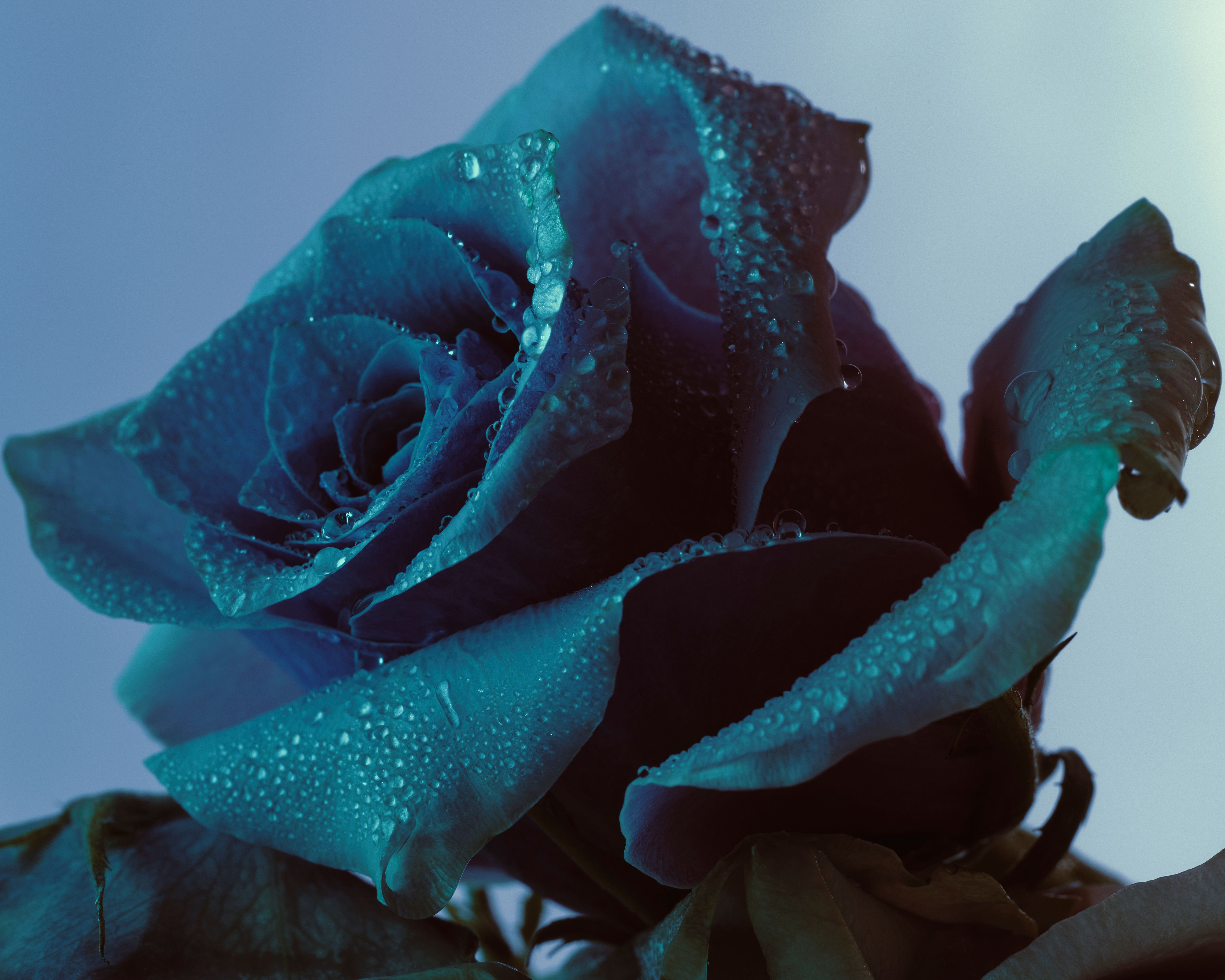 Roses - Romain Roucoules