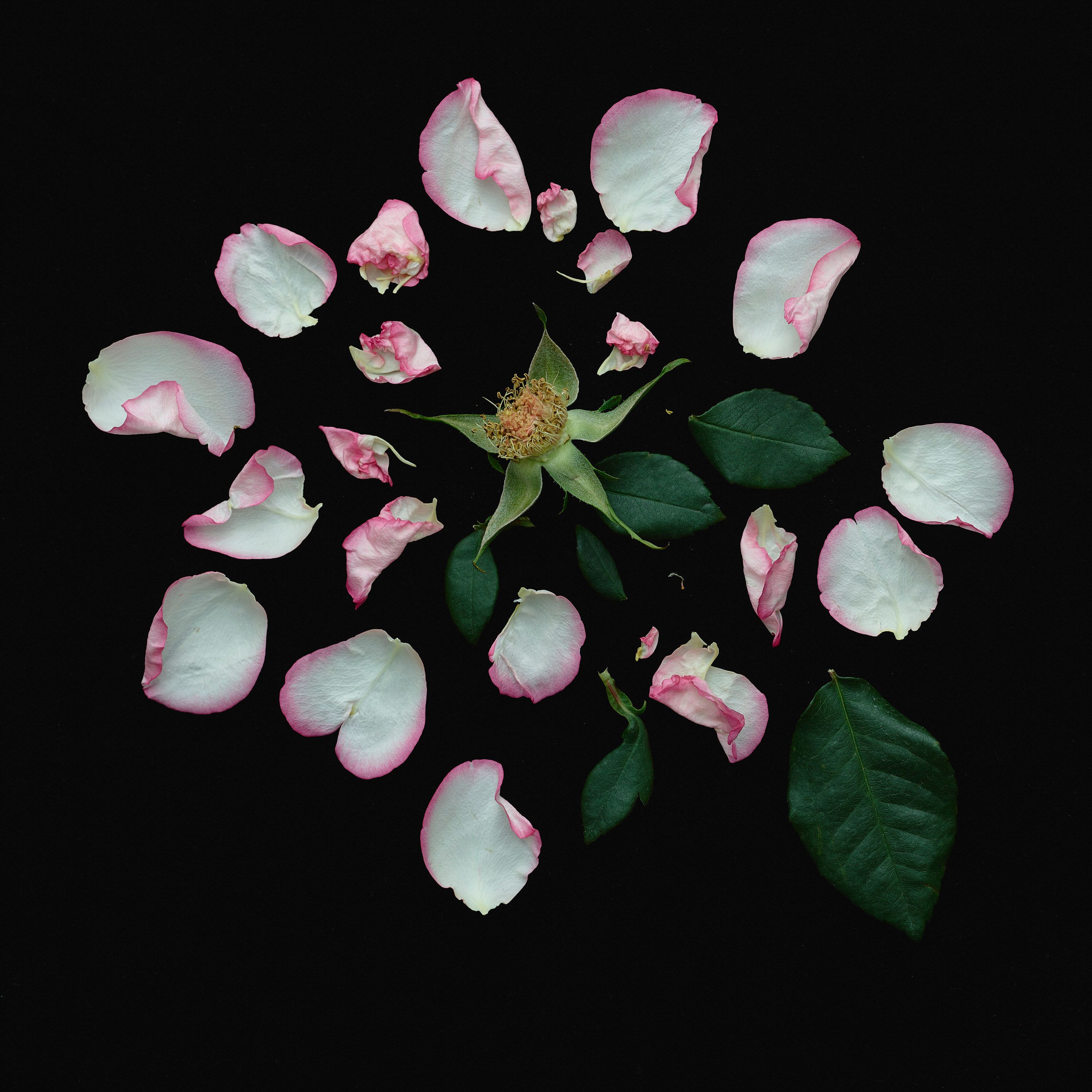 She Loves me, She loves me not - Romain Roucoules