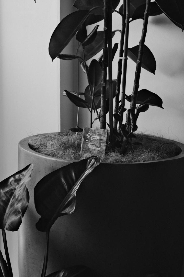 One of the vendor's zines sitting in a planter leaning against a plant