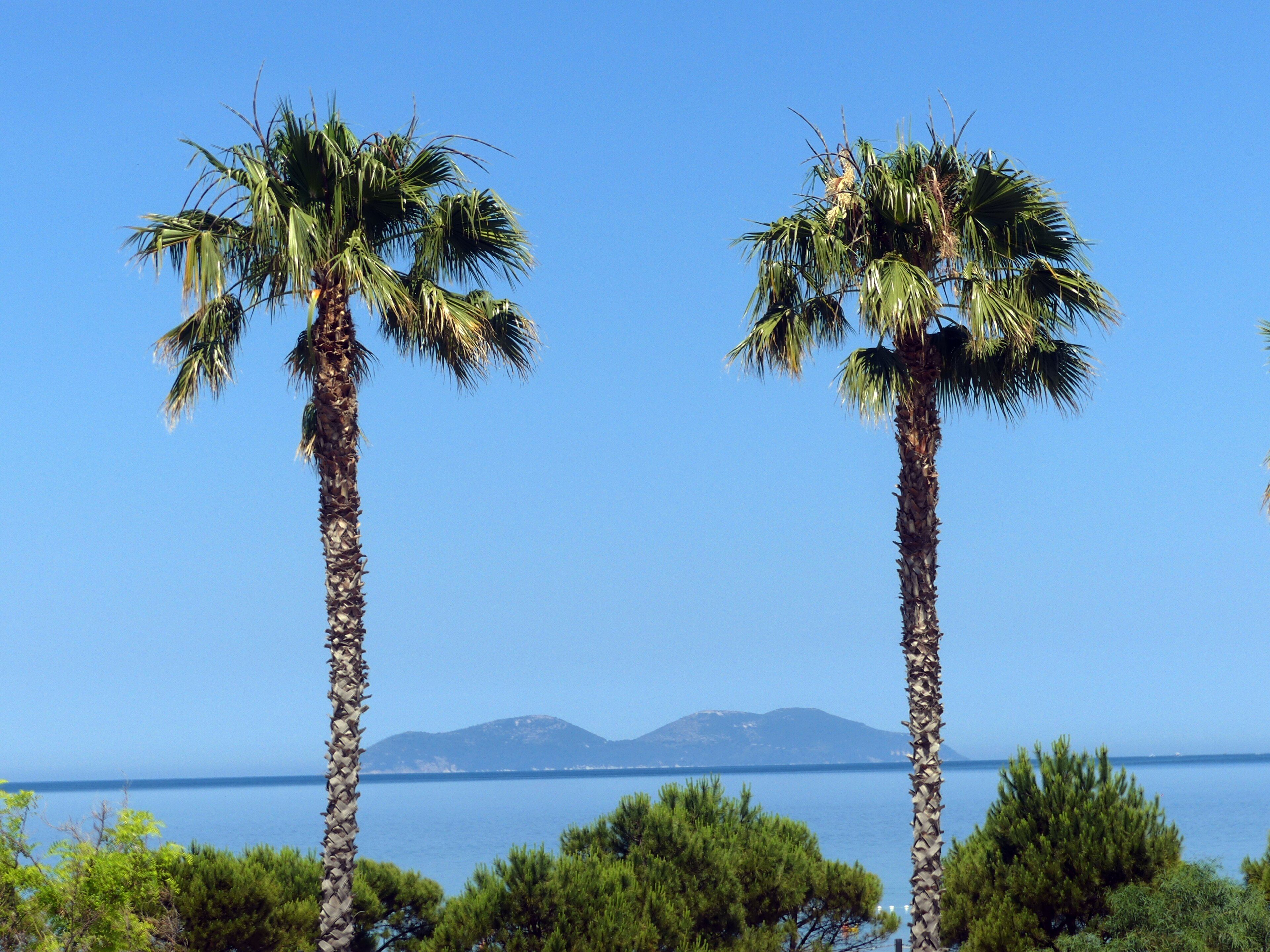 Sazan island seen from the Vlorë seafront between two palm trees — Zalasem1