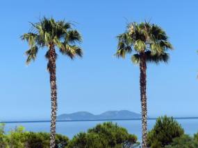 Sazan island seen from the Vlorë seafront between two palm trees — Zalasem1