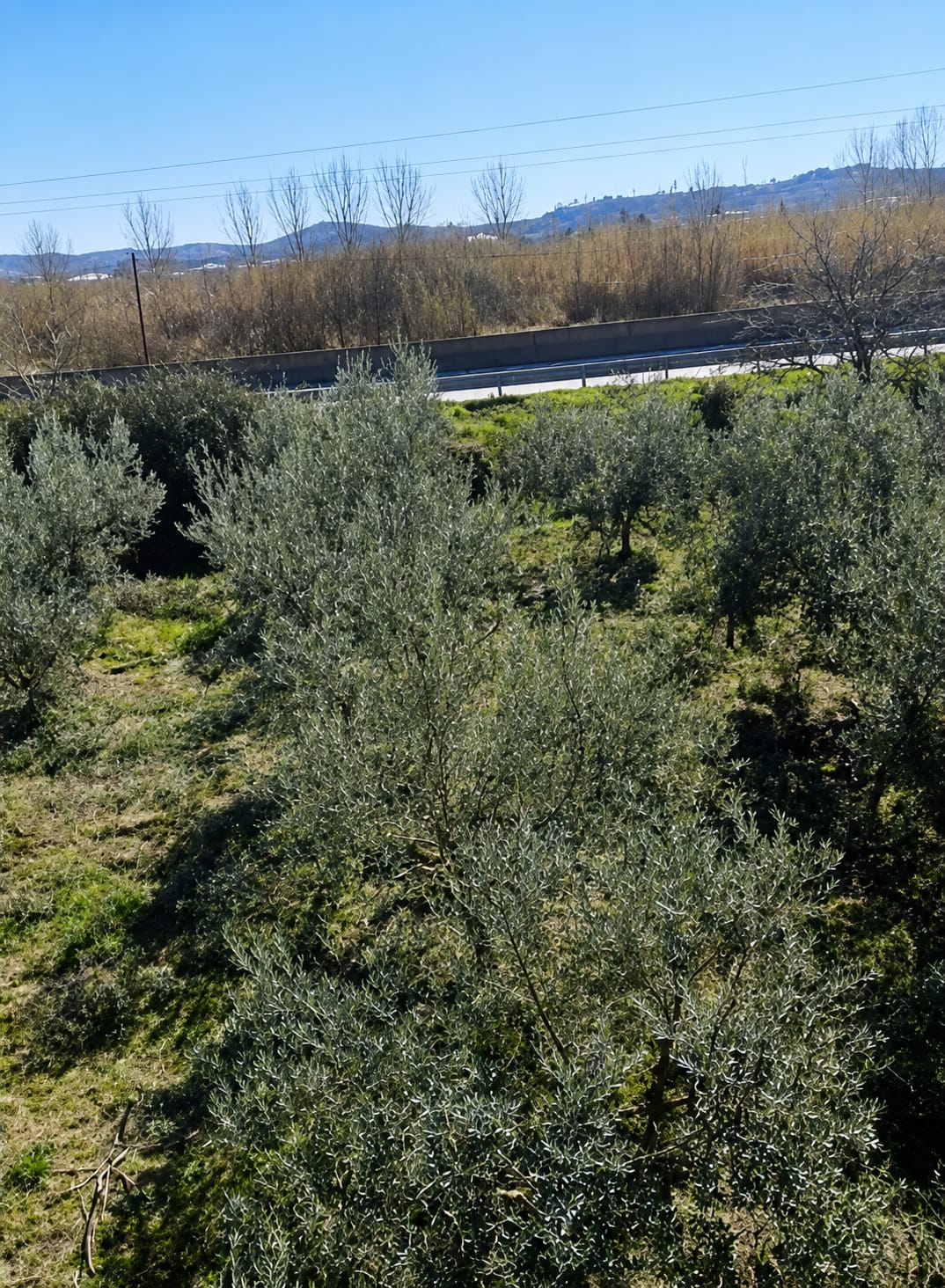Shitet Tokë | Maminas, Tiranë-Durrës (Buzë Autostradës)