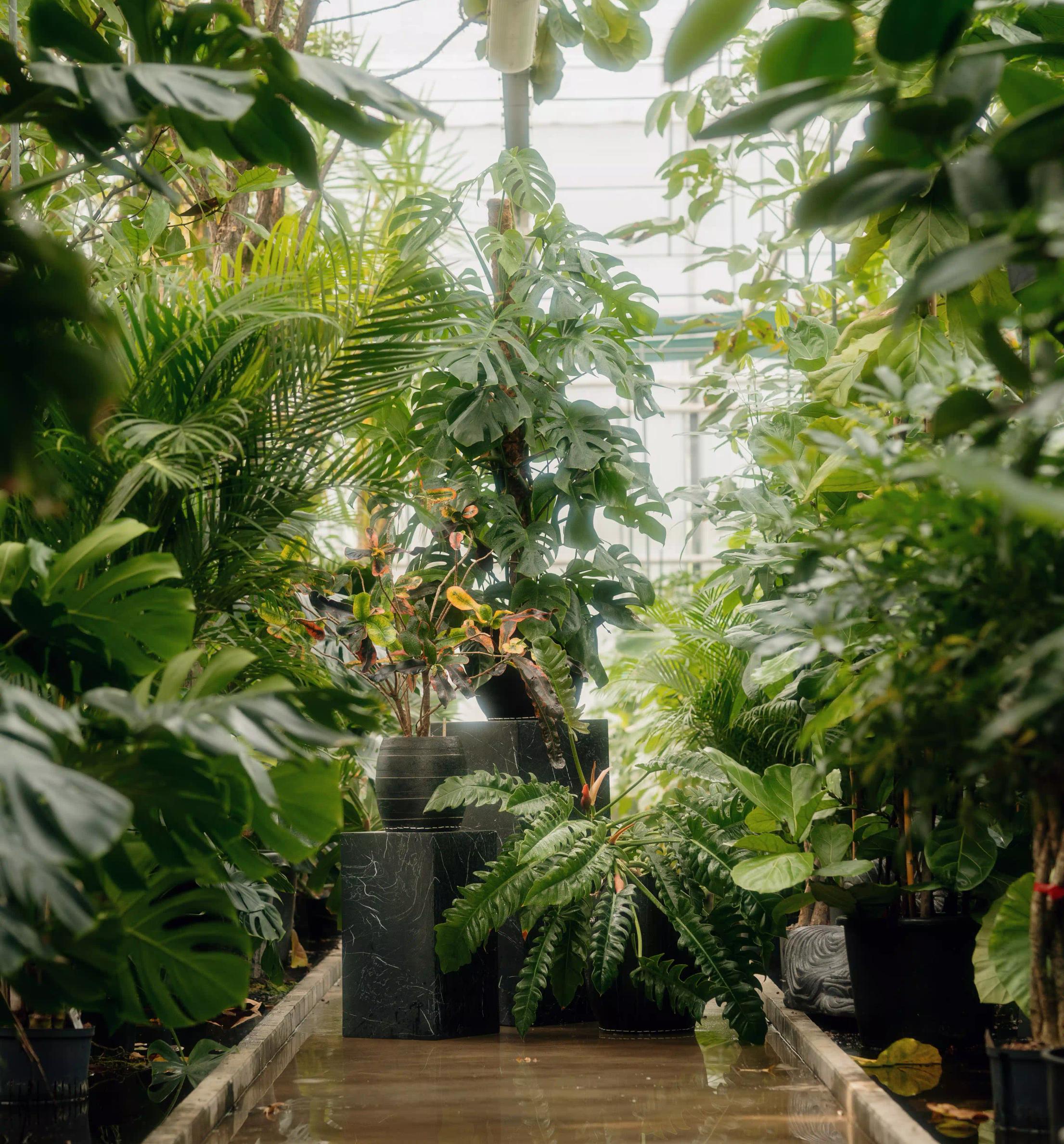 Serra contente molte piante verdi