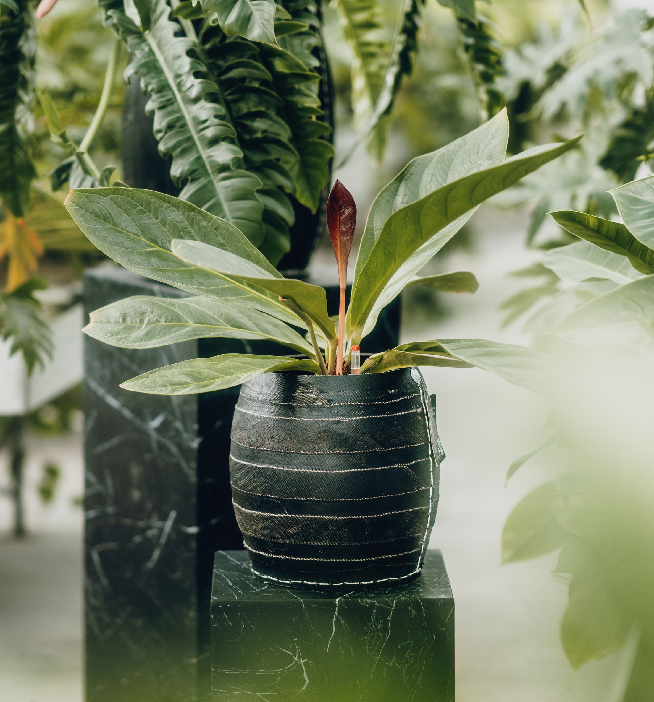 Serra contente molte piante verdi