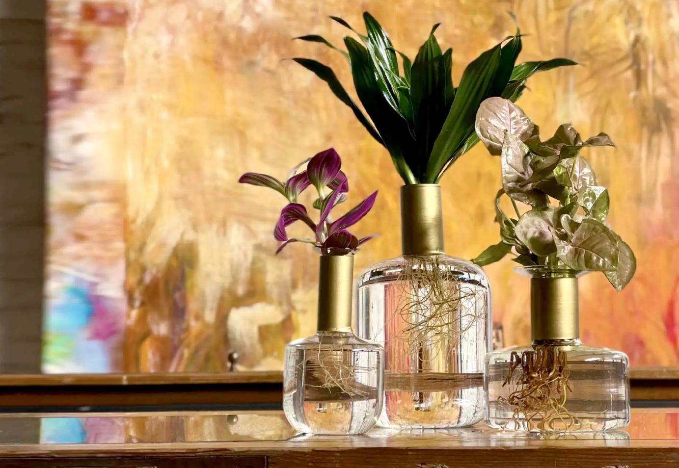 Piante idroponiche di Onde Sign