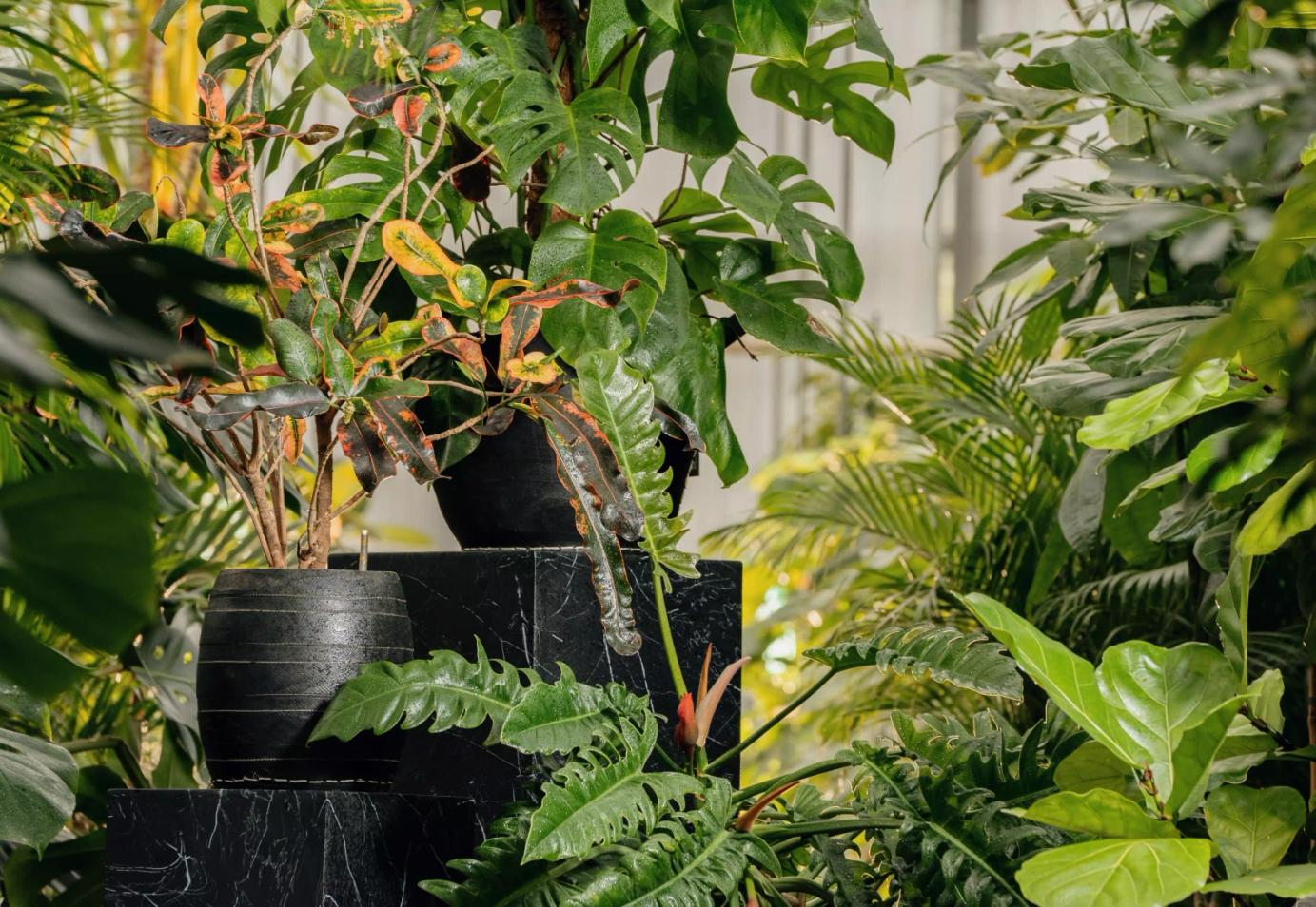 Piante idroponiche di Onde Sign