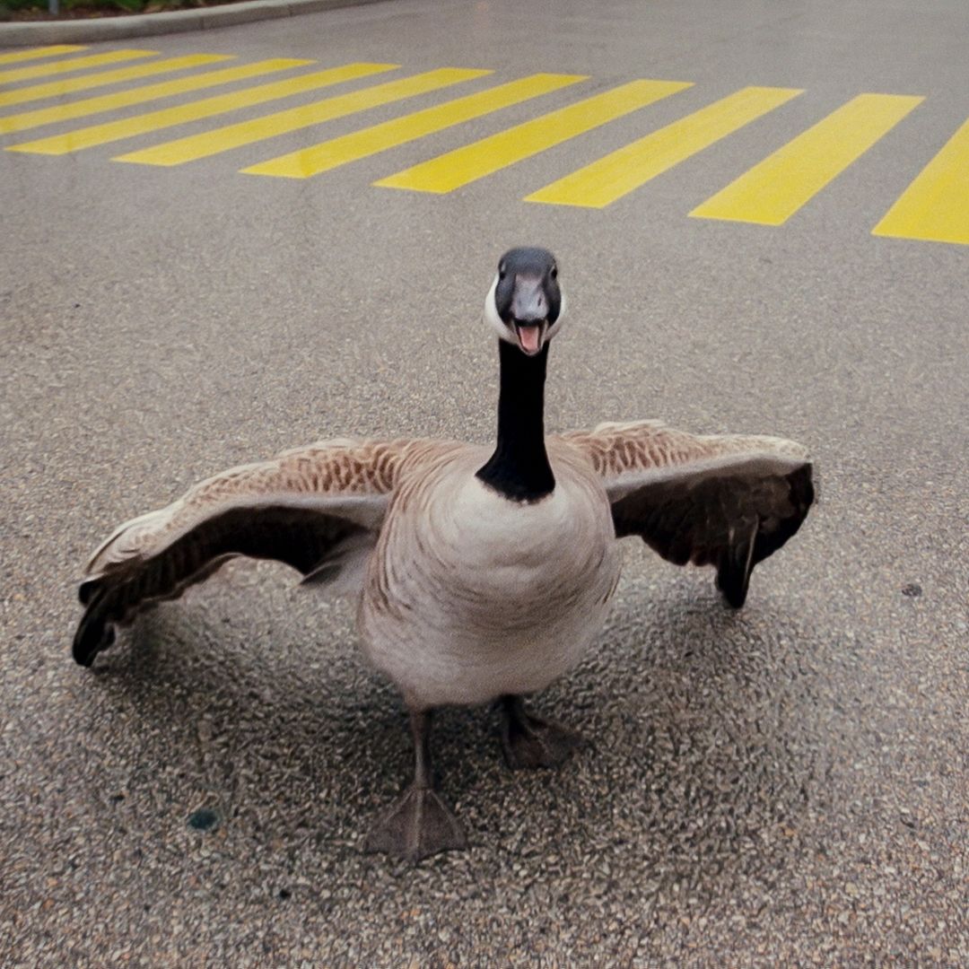 Cover image for The Wild Goose Chase