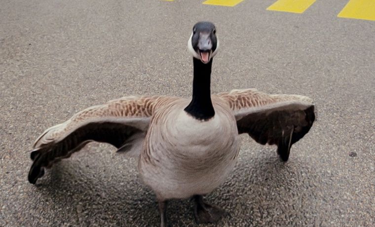 Cover image for The Wild Goose Chase