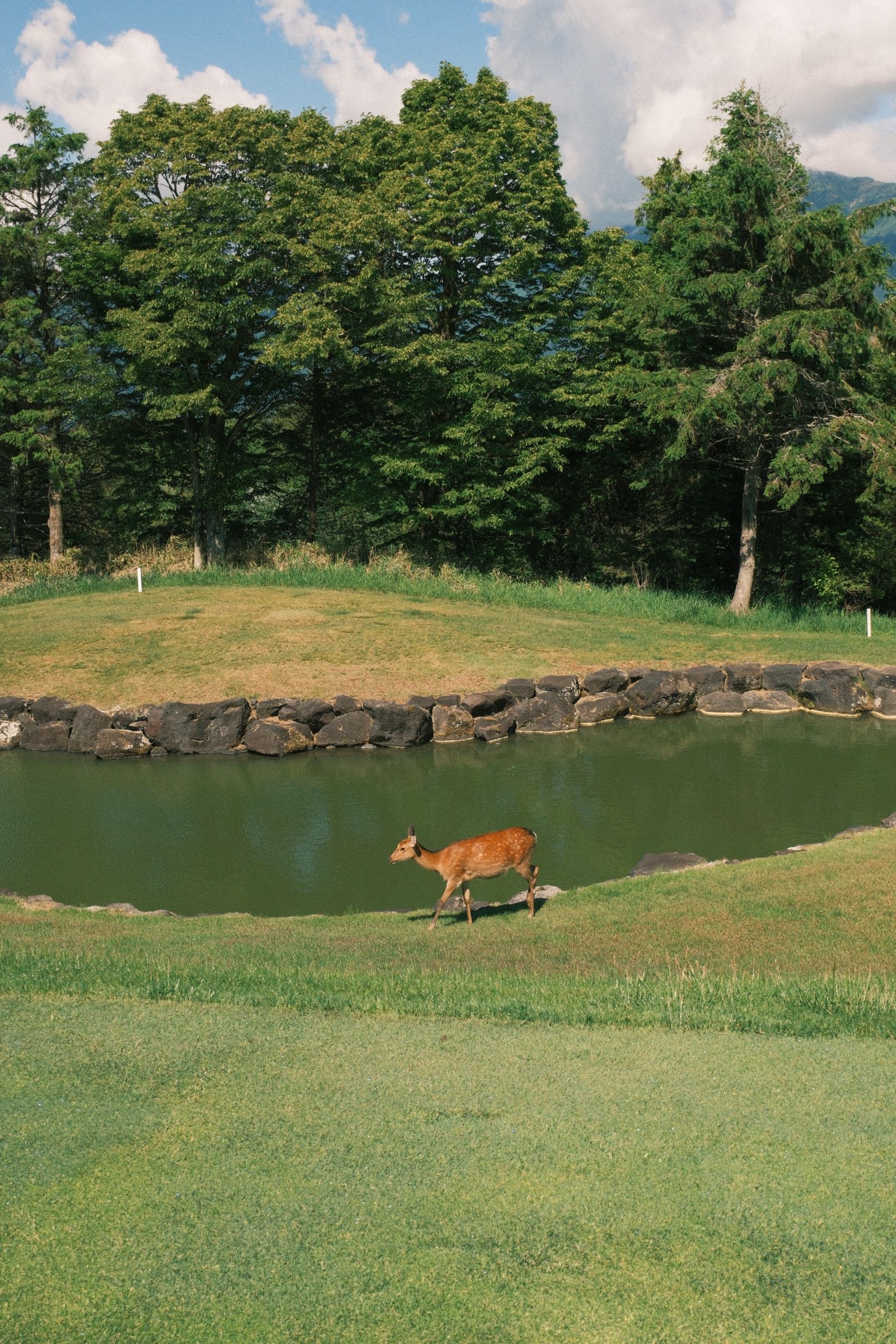 Off the opening tee at Fuji Classic
