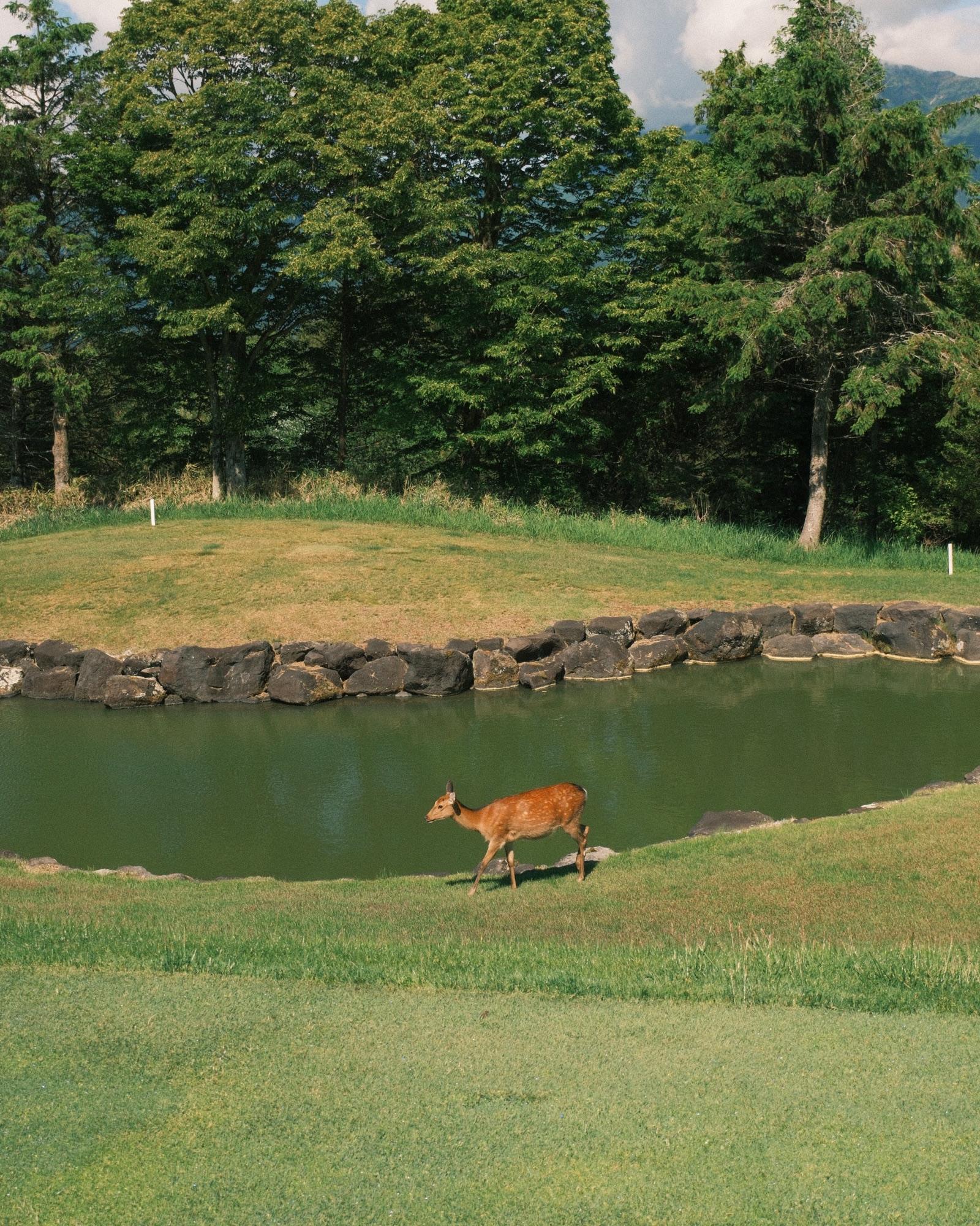Off the opening tee at Fuji Classic
