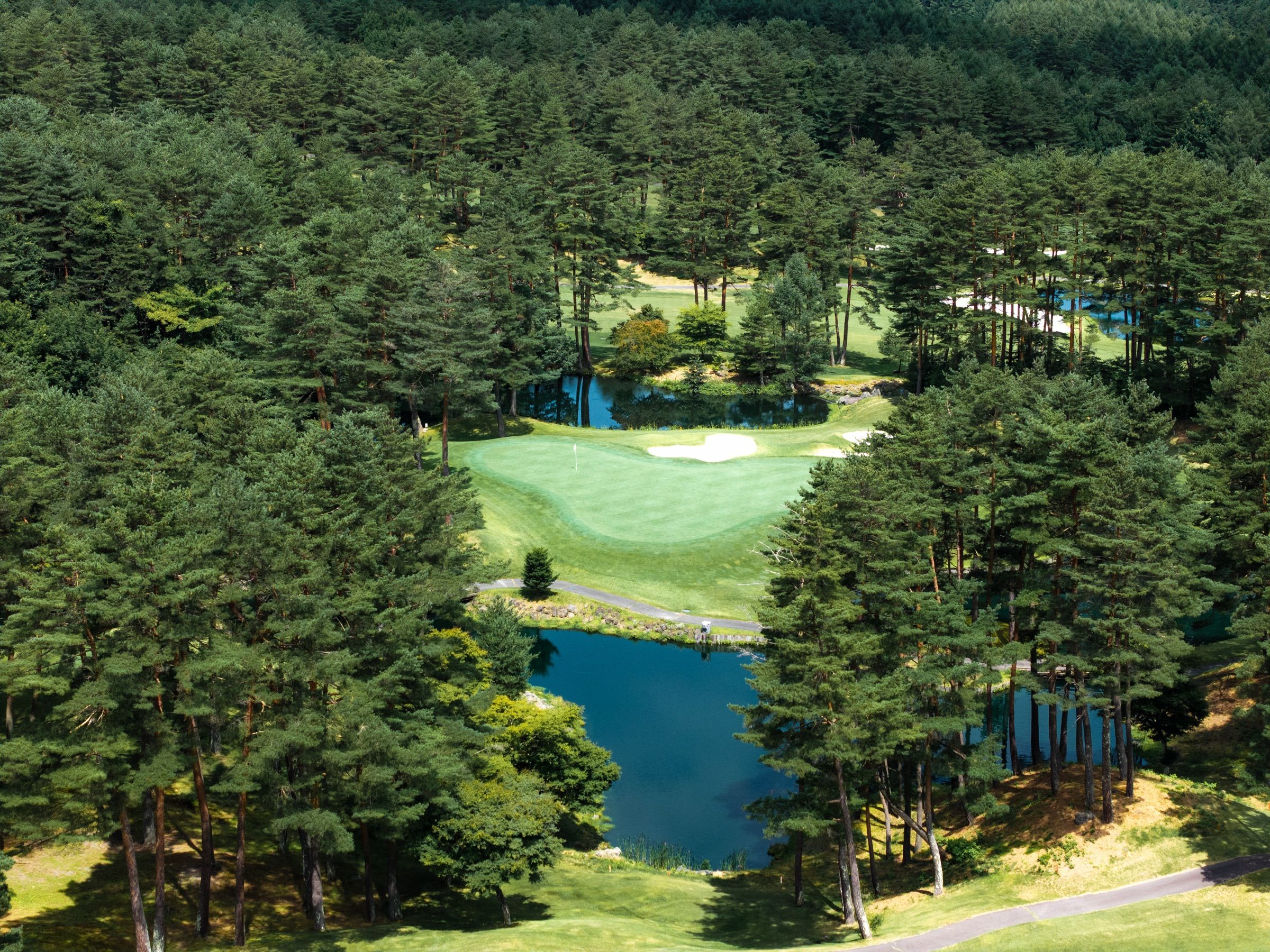 Aerial view of a green between pines and a pond