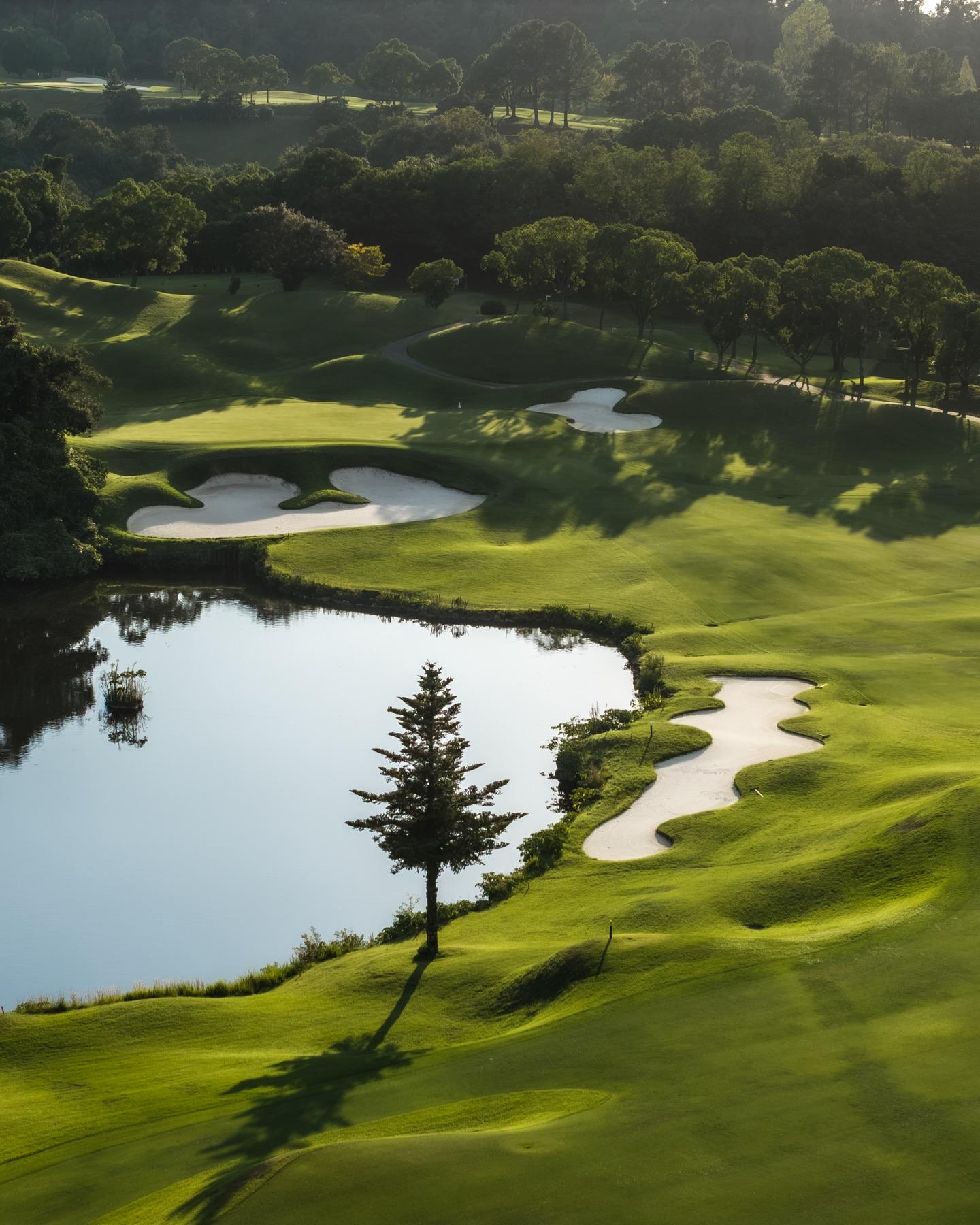 Aerial view of a pond and a lone pine beside a fairway and its bunkers