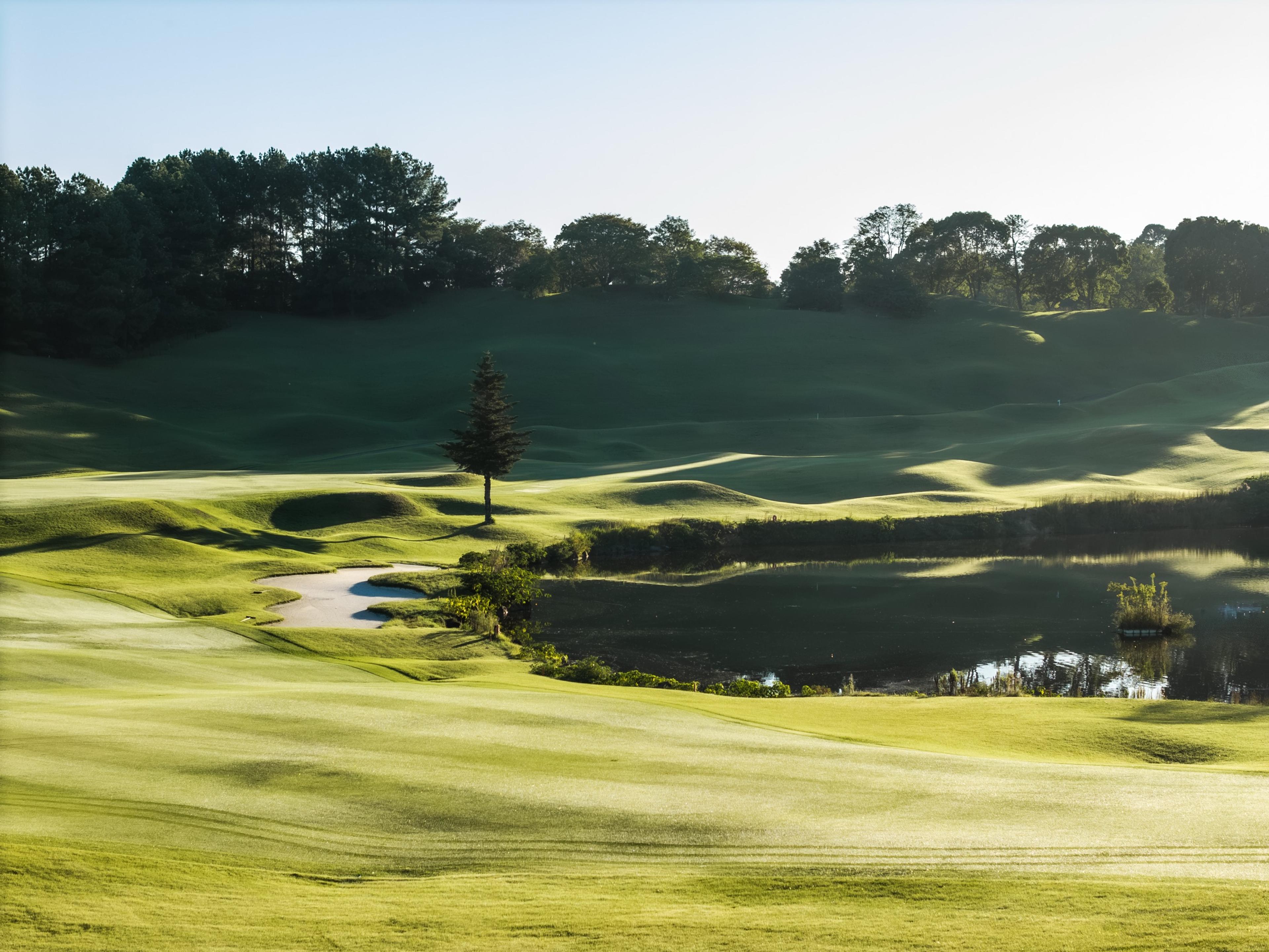 A lone pine beside a pond and a greenside bunker