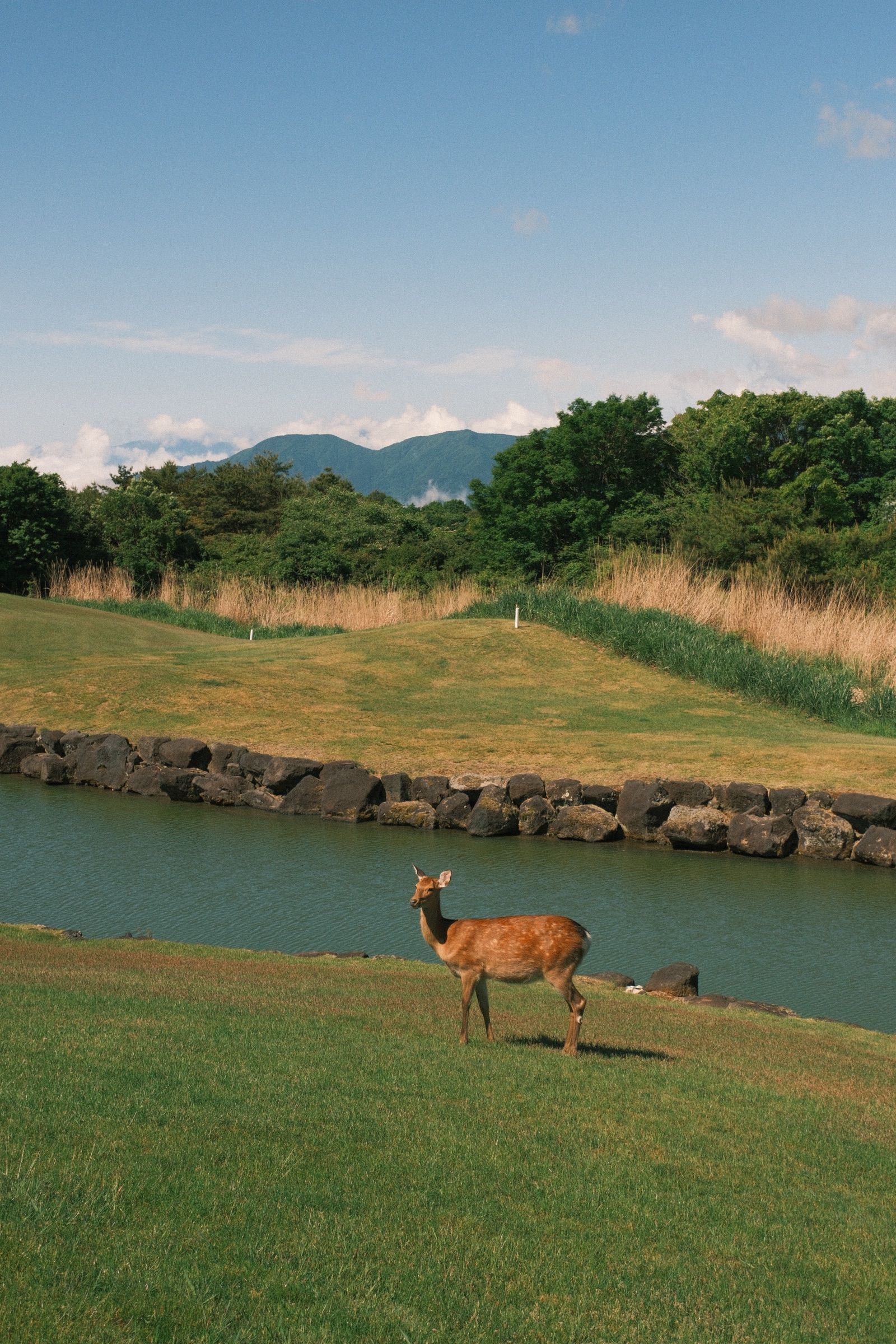 Down the fairway at Fuji Classic