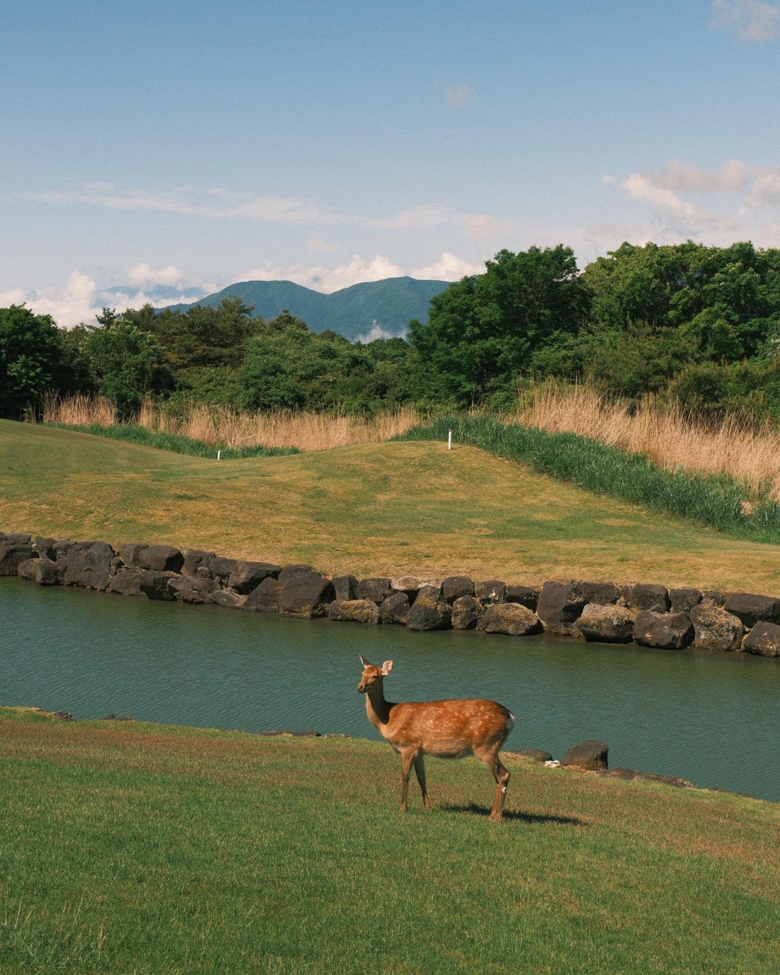 Down the fairway at Fuji Classic