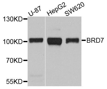 Western blot - BRD7 antibody (144-02308)