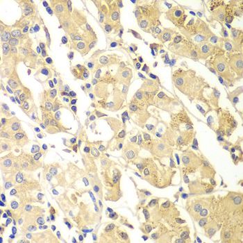 Immunohistochemistry - PDCD2L Polyclonal Antibody (144-07394)