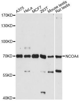 Western blot - NCOA4 Polyclonal Antibody (144-61423)