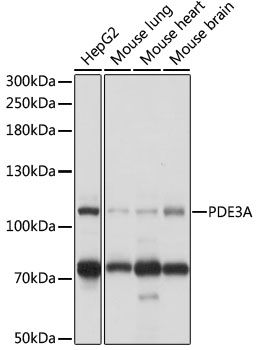 Western blot