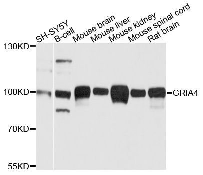 Western blot - GRIA4 antibody (144-01492)