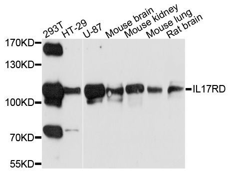 Western blot - IL17RD Polyclonal Antibody (144-10031)