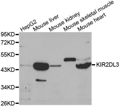 Western blot - KIR2DL3 antibody (144-01698)