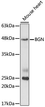 Western blot