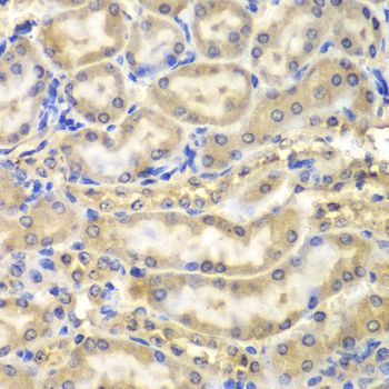 Immunohistochemistry - MBP antibody (144-01664)