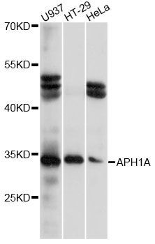 Western blot - APH1A antibody (144-014666)
