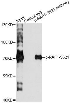 Immunoprecipitation - Phospho-RAF1-S621 pAb (144-50087)