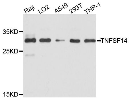 Western blot - TNFSF14 antibody (144-02002)
