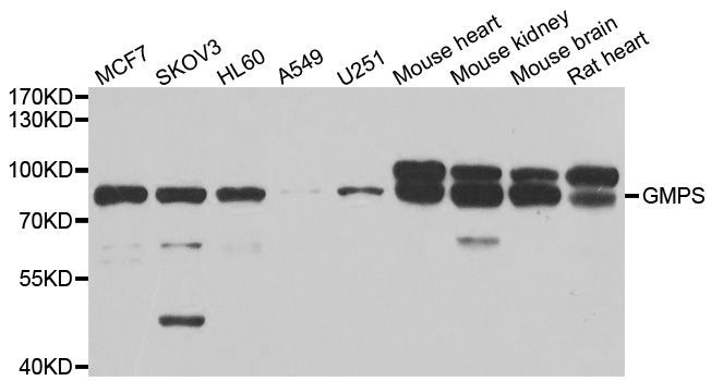 Western blot - GMPS Polyclonal Antibody (144-06606)