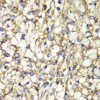 Immunohistochemistry - PTGES2 Polyclonal Antibody (144-07137)