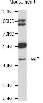 Western blot - WIF1 antibody (144-60119)